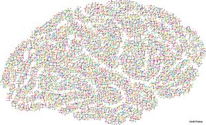 brain